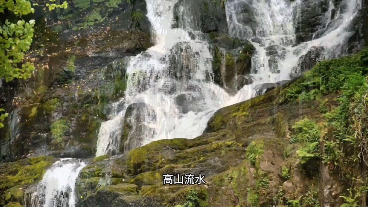 仓鼠学拼音